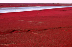 盘锦游记图片] 你见过红色的海洋？来辽宁红海滩吧，适合带爸妈游玩的地方。