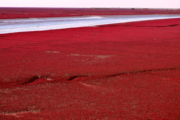 你见过红色的海洋？来辽宁红海滩吧，适合带爸妈游玩的地方。