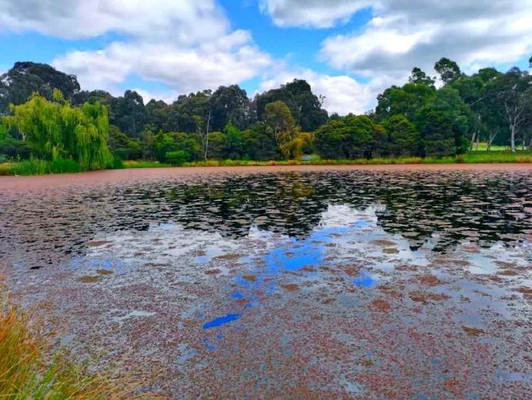 澳大利亚首都堪培拉的网红湖——粉湖，太美啦